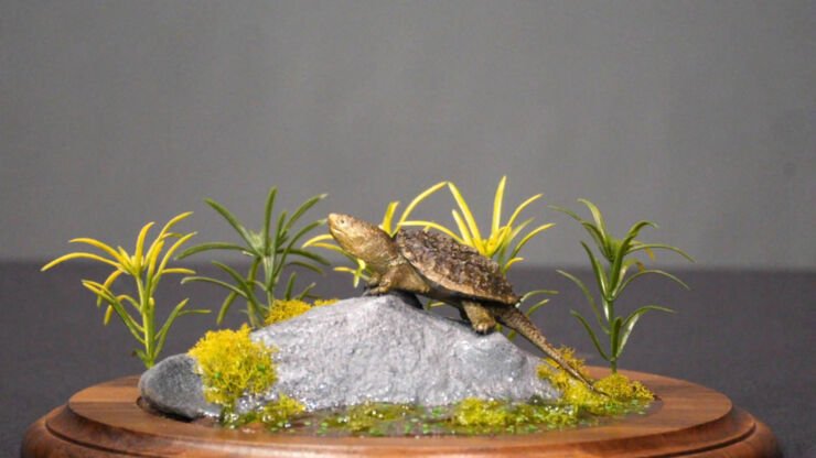 Best Of Show Taxidermy & Breakthrough Award